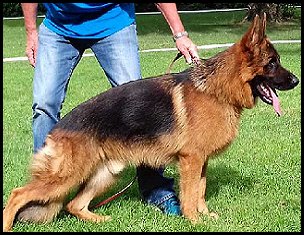 Halvar St.Michaels-Berg IGP3 - Breeding Male at Fleischerheim German Shepherds