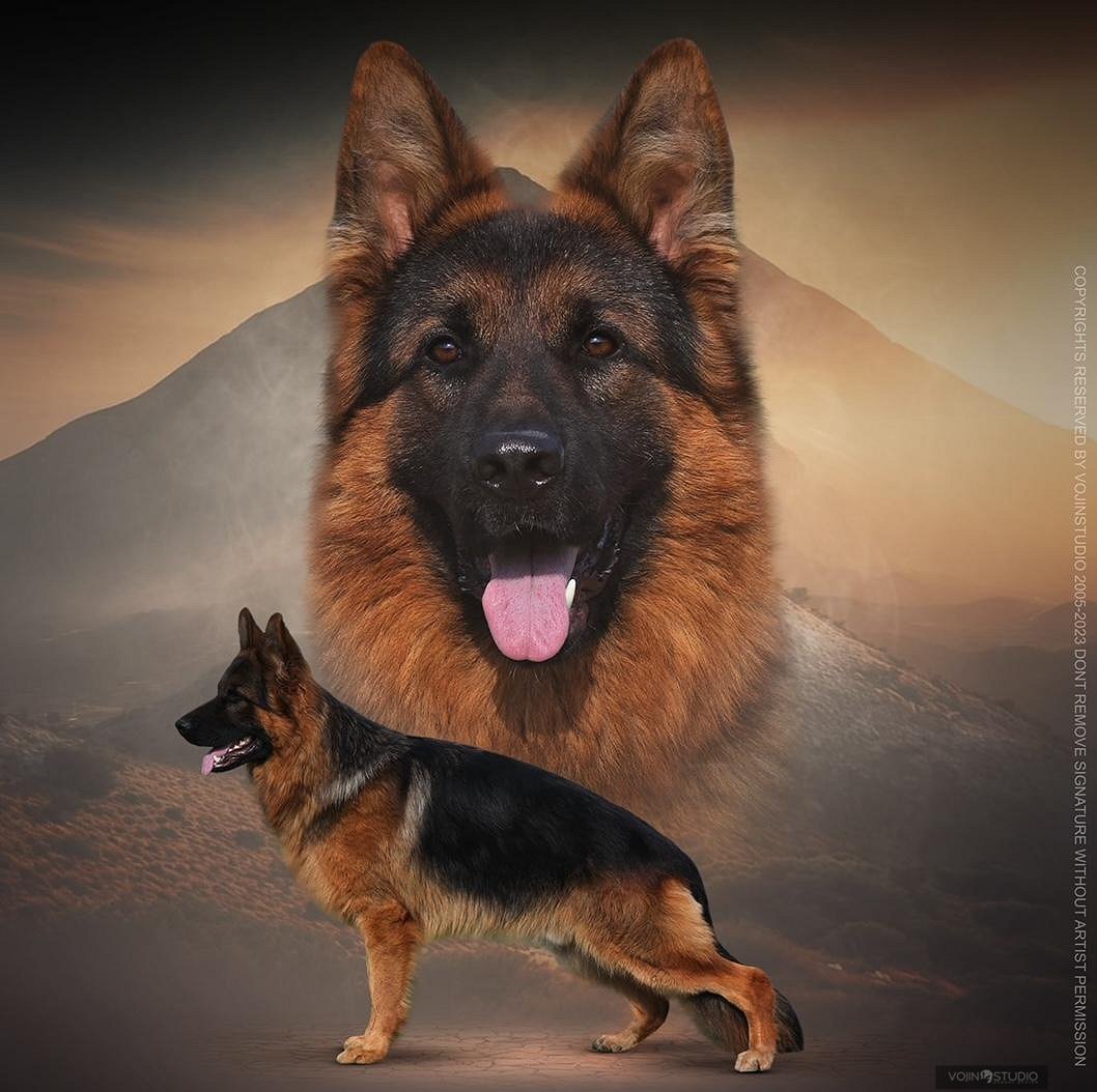 Spike von Huhnegrab Imported Trained Protection German Shepherd from Germany at Fleischerheim GSDs