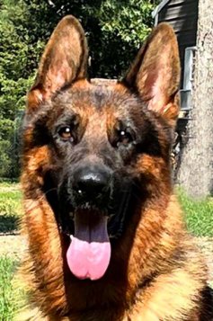 Spike von Huhnegrab - Trained Protection female for sale at Fleischerheim German Shepherds