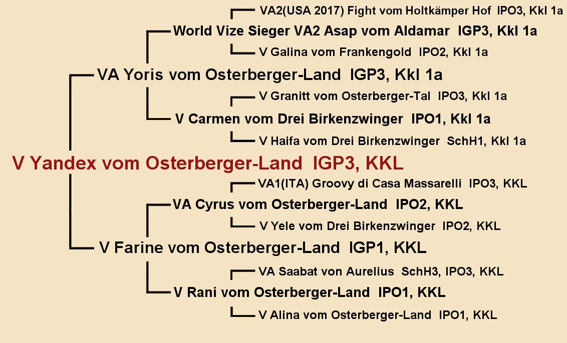 V Yandex vom Osterberger-Land IGP3 Pedigree