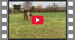 Spike von Huhnegrab IGP3 Protection Training videomale German Shepherd