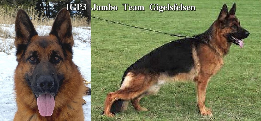 Yeronimo von Merkur-Stern IGP3 Trained Protection Female for sale at Fleischerheim Imported German Shepherd Dogs from Germany